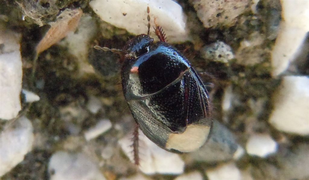 Macroscytus brunneus?  No, Microporus nigrita